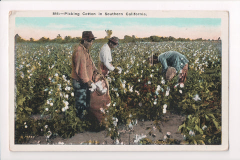 Black Americana - Colored workers picking cotton in field - CP0396