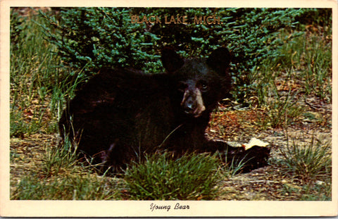 MI, Black Lake - Bear Cub closeup - 1964 postcard - 2k0672