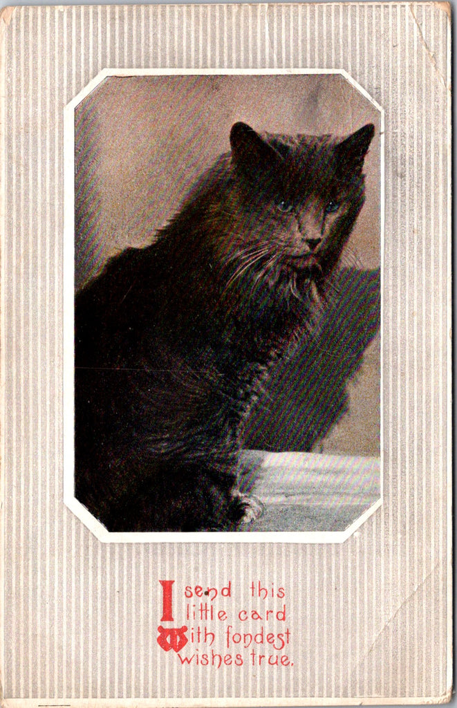 Animal - Cat or Cats postcard - Long black hair - 2k0680