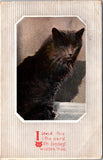 Animal - Cat or Cats postcard - Long black hair - 2k0680