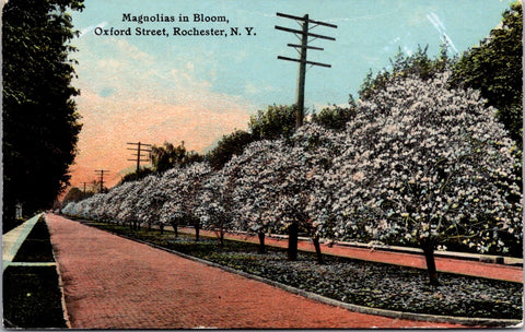 NY, ROCHESTER - Oxford Street, magnolias in Bloom postcard - 2k1631