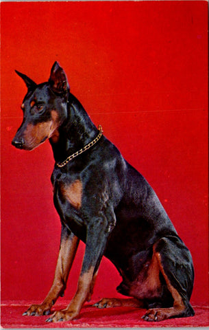 Animal - Dog or Dogs - DOBERMAN PINSCHER postcard - 2k1655