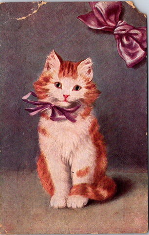 Animal - Cat or Cats postcard - Orange and White - 800139