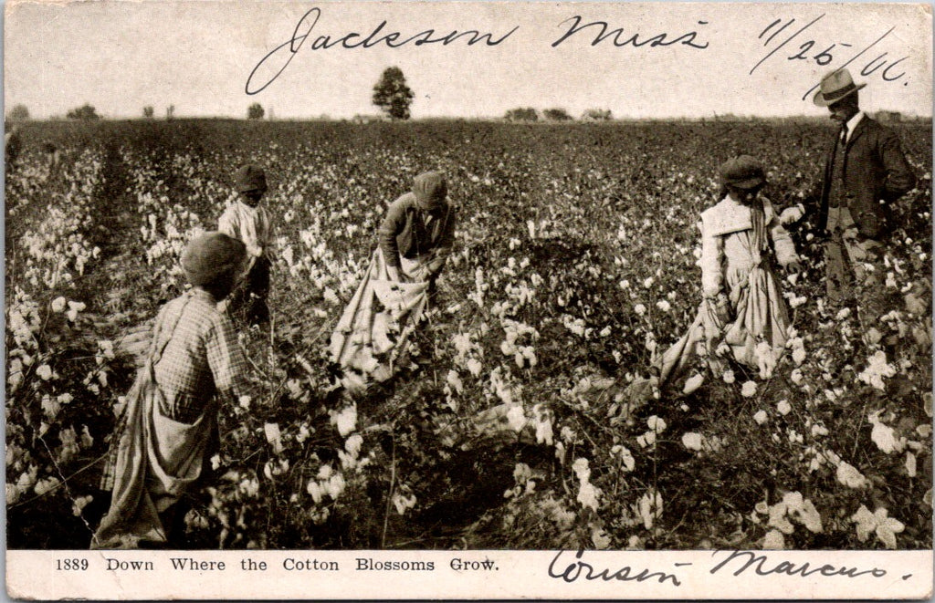 Vintage African American - Black Cotton Pickers postcard - A12125