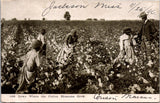Vintage African American - Black Cotton Pickers postcard - A12125