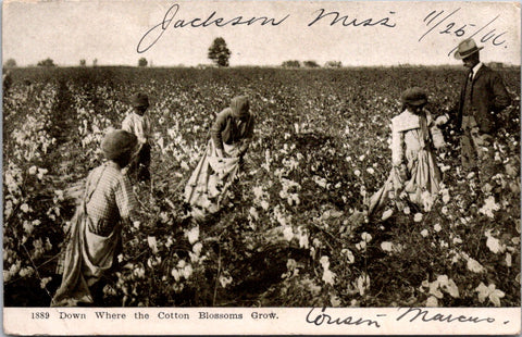 Vintage African American - Black Cotton Pickers postcard - A12125