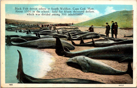 MA, Cape Cod - Black Fish on South Wellfleet shore (1,500) postcard - A12276