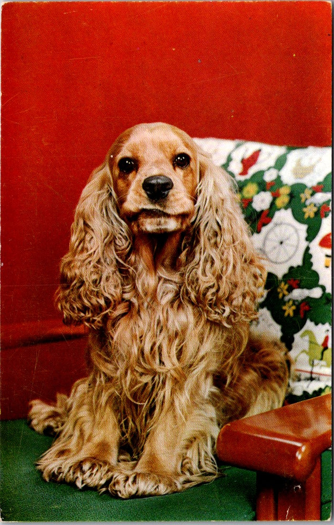 Animal - Dog or Dogs - COCKER SPANIEL postcard - A17351