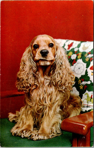 Animal - Dog or Dogs - COCKER SPANIEL postcard - A17351