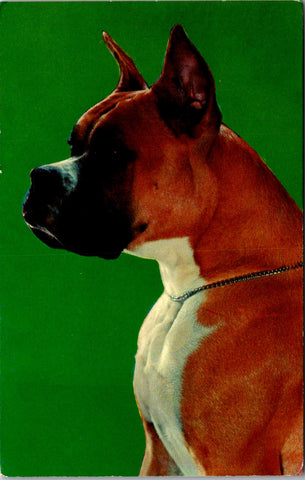 Animal - Dog or Dogs - BOXER postcard - A17352
