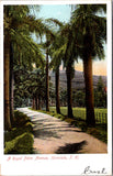 HI, HONOLULU, (Territory of Hawaii) - 1907 postcard - B06465