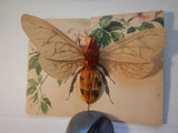 Greetings - Bee, Hornet, Wasp large wings & honeycomb body - pop up - B17114