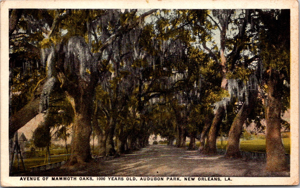 LA, NEW ORLEANS - Audubon Park, 1000 year old oaks postcard - B17175