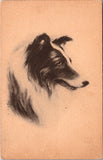 Animal - Dog or Dogs - SHETLAND SHEEPDOG postcard - C-0018