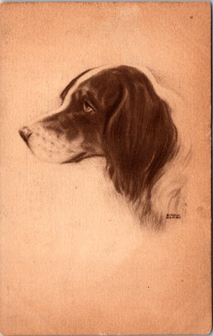 Animal - Dog or Dogs - ENGLISH SPRINGER SPANIEL postcard - C06583