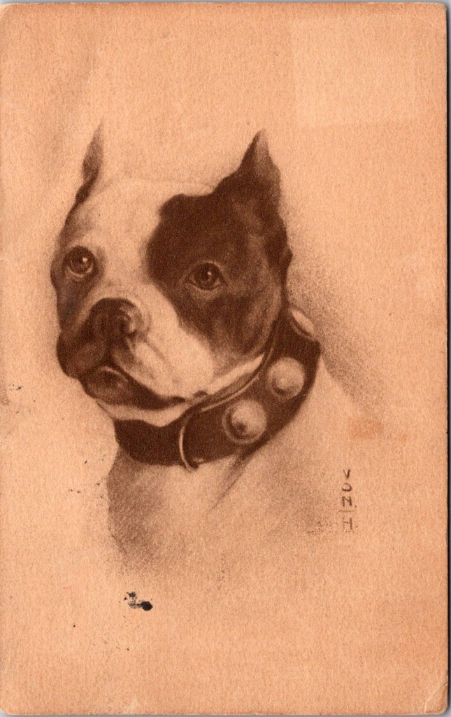 Animal - Dog or Dogs - BOSTON TERRIER postcard - C06584