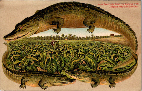 Greetings - Misc - Alligator Border postcard - Tobacco Field - E23086