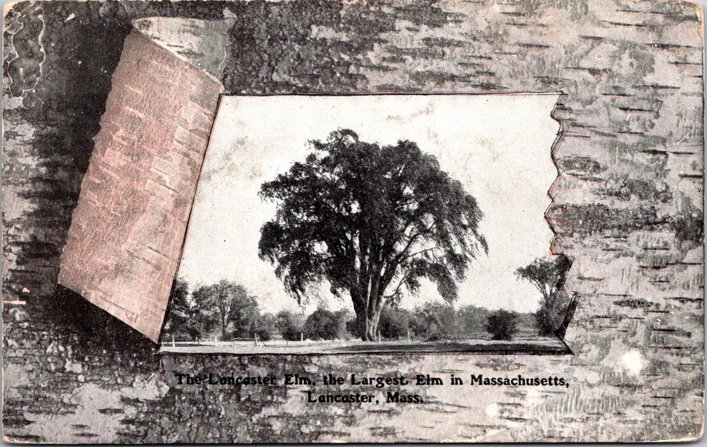 MA, LANCASTER - Lancaster Elm, largest in MA - as if in birch bark postcard - E2