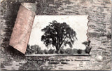 MA, LANCASTER - Lancaster Elm, largest in MA - as if in birch bark postcard - E2