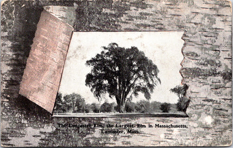 MA, LANCASTER - Lancaster Elm, largest in MA - as if in birch bark postcard - E2