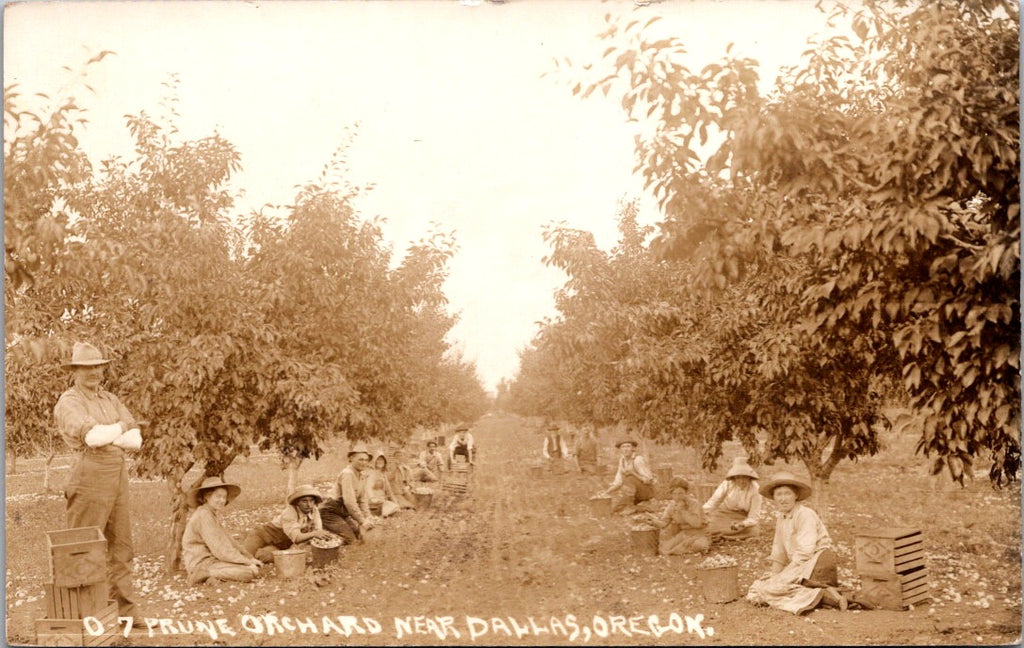 OR, DALLAS - Prune Orchard showing workers - RPPC postcard - F23038