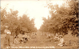 OR, DALLAS - Prune Orchard showing workers - RPPC postcard - F23038