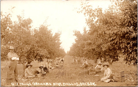 OR, DALLAS - Prune Orchard showing workers - RPPC postcard - F23038