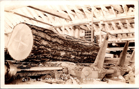CA, Westwood - Pine log ready for the saw, close up - RPPC - F23061
