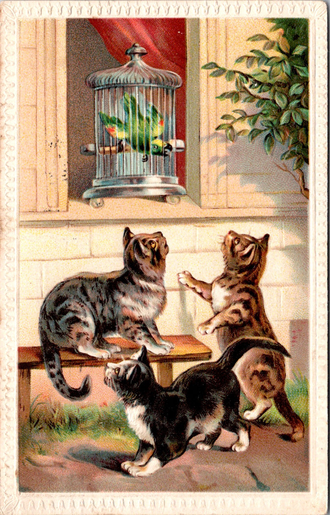 Animal - Cat or Cats postcard - looking at a parrot in a cage - F23081