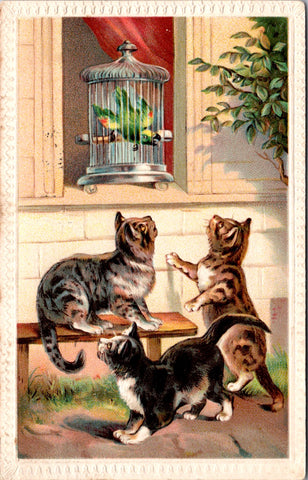 Animal - Cat or Cats postcard - looking at a parrot in a cage - F23081