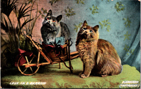 Animal - Cat or Cats postcard - LOVE IN A BARROW - F23084