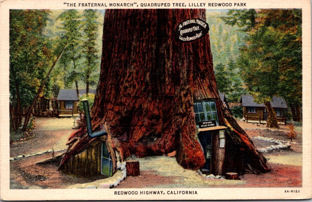 CA, LILLEY - Redwood Park, Fraternal Monarch quadruped tree postcard - MB0432