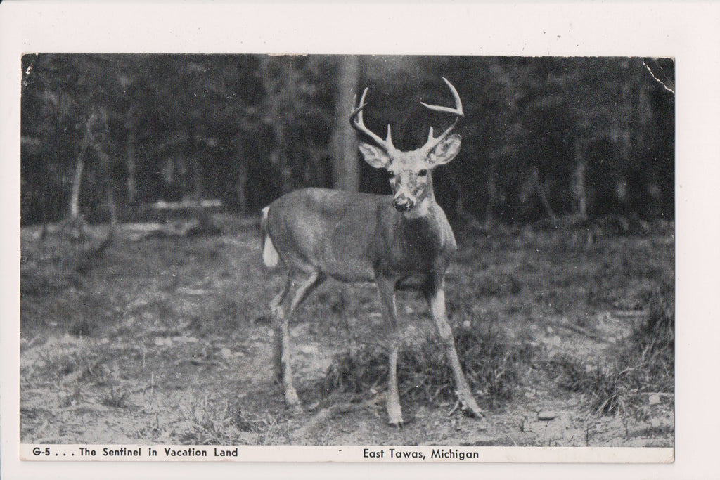 MI, EAST TAWAS - a buck deer on postcard, RPO cancel - MI0024