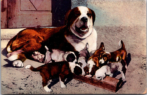 Animal - Dog or Dogs - ST BERNARD with puppies postcard - NL0630