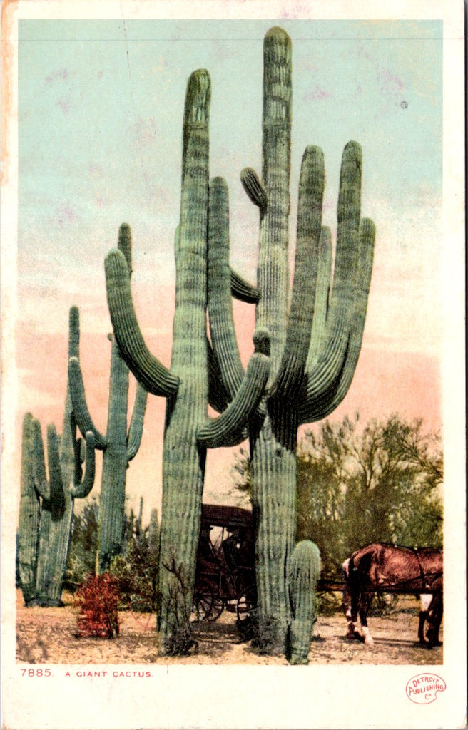 Unknown Location - A GIANT CACTUS - Detroit Publishing Co postcard - NL0827
