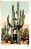 Unknown Location - A GIANT CACTUS - Detroit Publishing Co postcard - NL0827