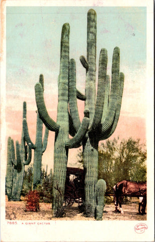 Unknown Location - A GIANT CACTUS - Detroit Publishing Co postcard - NL0827