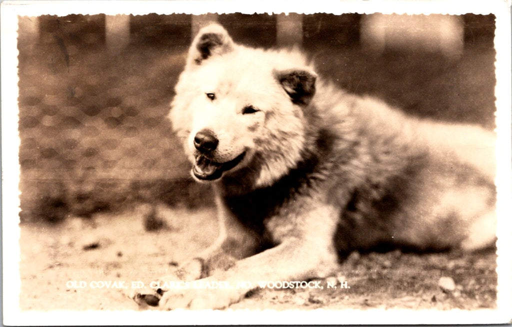 NH, NO WOODSTOCK - Old COVAK, Ed Clarks Lead Musher Dog - RPPC postcard - QC0017