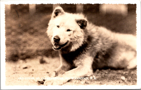 NH, NO WOODSTOCK - Old COVAK, Ed Clarks Lead Musher Dog - RPPC postcard - QC0017