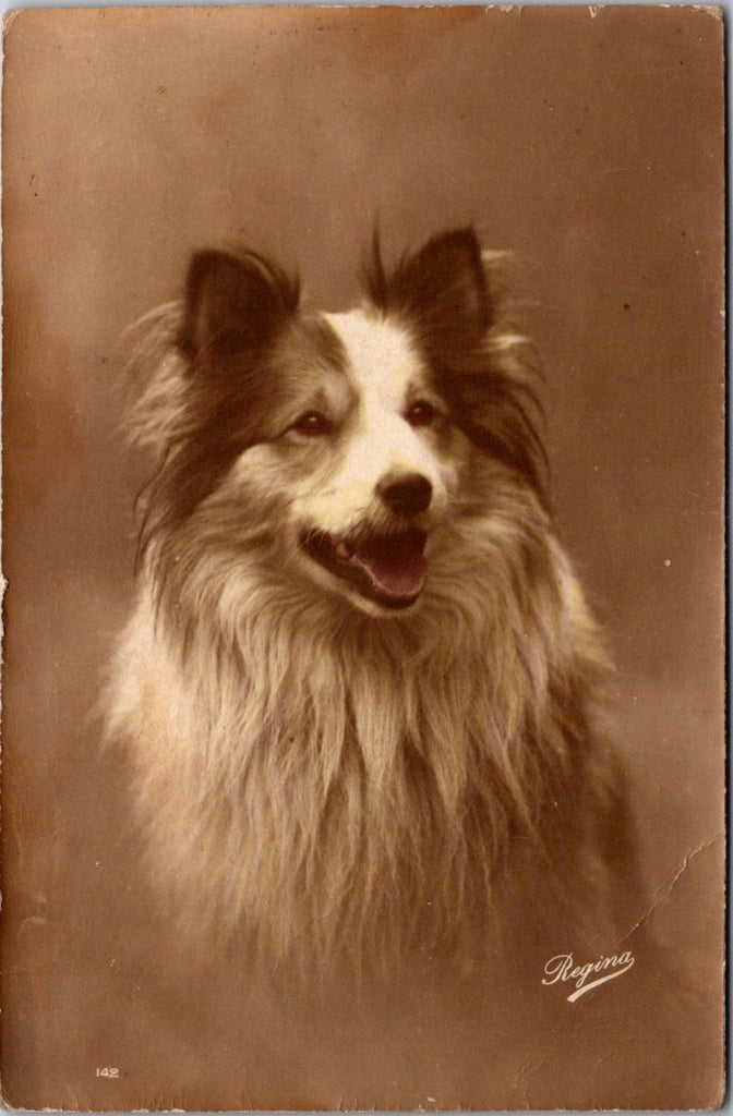 Animal - Dog or Dogs - SHETLAND SHEEPDOG? or COLLIE vintage postcard - SH7122