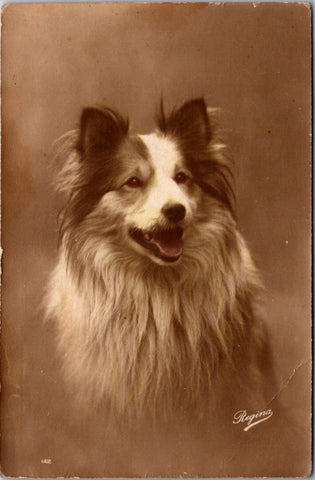 Animal - Dog or Dogs - SHETLAND SHEEPDOG? or COLLIE vintage postcard - SH7122
