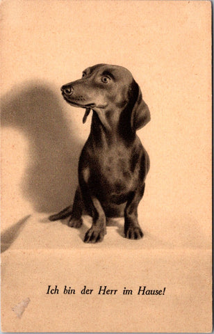 Animal - Dog or Dogs - DACHSHUND vintage postcard - SH7237