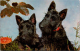 Animal - Dog or Dogs - SCOTTISH TERRIER or SCHNAUZER  vintage postcard - SW0070