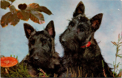 Animal - Dog or Dogs - SCOTTISH TERRIER or SCHNAUZER  vintage postcard - SW0070