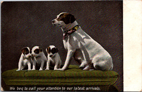 Animal - Dog or Dogs - ENGLISH POINTER? vintage postcard - T00202