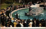 NY,  BUFFALO - Seal Pond at the zoo - 1907 postcard - w04336