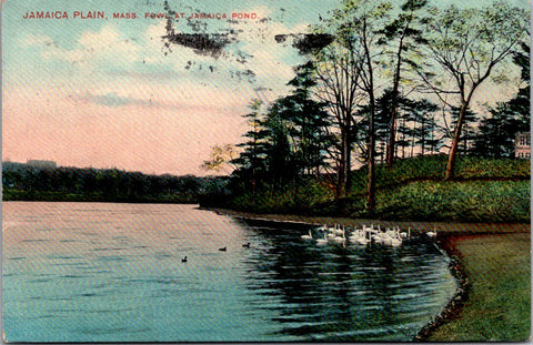 MA, JAMAICA PLAIN - Fowl at Jamaica Pond - 1908 postcard - w04518