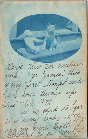 Animal - Bear or Bears postcard - CAT and TEDDY BEAR on steps - Cyanotype - 2k1321