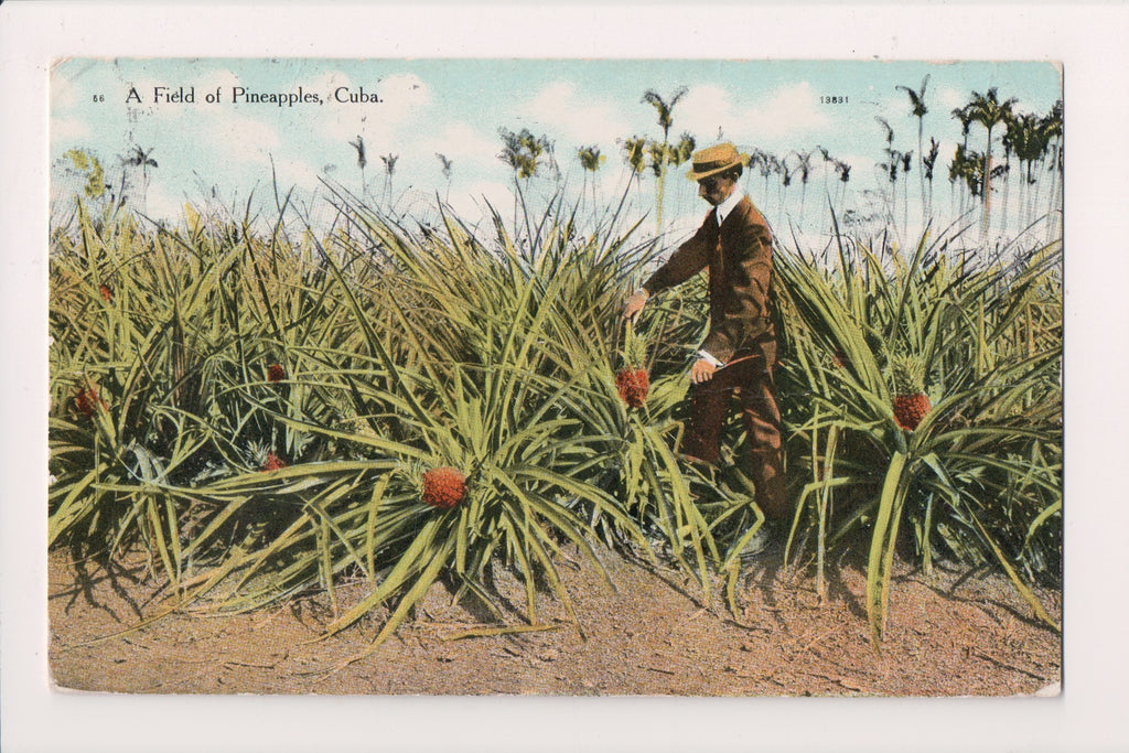 Foreign postcard - Cuba - FIELD OF PINEAPPLES - man, fruit in field - 2k0104