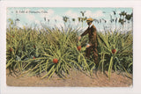 Foreign postcard - CUBA - Field of Pineapples - man, fruit in field - 2k0104